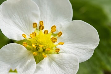 A view of a strawberry blossom. The structure of the flower is clearly visible. Close up.