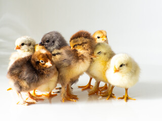 Small brown and yellow chickens get warm with space for text. Adorable little chicks for design decorative theme. Newborn poultry chicken beak on light background. Easter farm concept. Selective focus