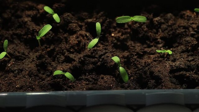 small green plant sprouts in the ground.