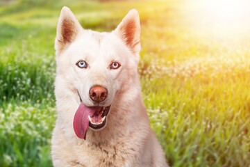 Portrait of a young smart dog at the green grass