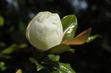 Magnolia flower about to  open