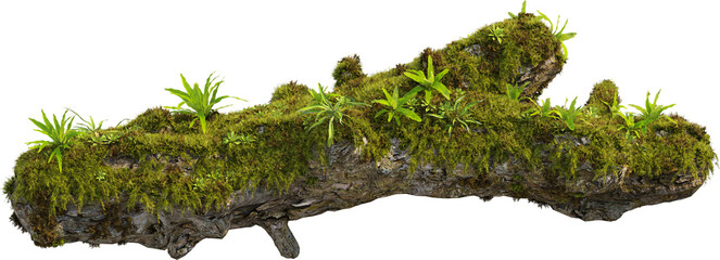 Side view of mossy trunk