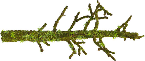 Top view of mossy trunk