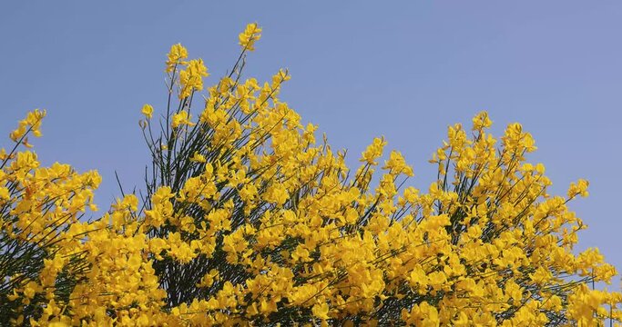 Spanish or weaver's broom or spartium junceum wild plant with yellow flowers