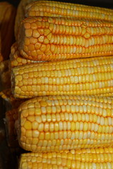 Corn, typical food of the June festivities. Consume roasted or boiled. Ingredient for pamonhas, canjica, cakes and among others. June parties: Saint Anthony, Saint John
and San Pedro.