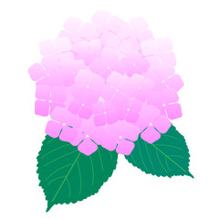 紫の紫陽花の花4