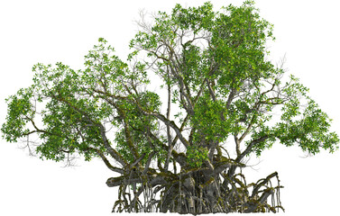 Side view of Mangrove tree
