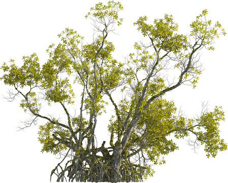 Side view of Yellow Mangrove tree