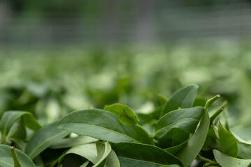 Obraz premium Fresh green tea leaves in drying processing, farm production factory