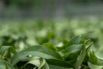 Fresh green tea leaves in drying processing, farm production factory