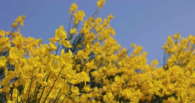 Spanish or weaver's broom or spartium junceum wild plant with yellow flowers