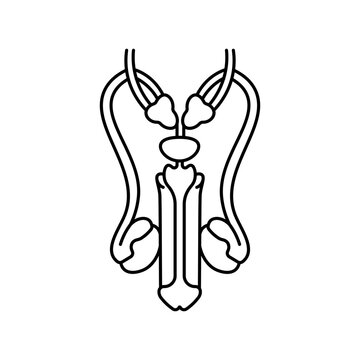 Penis, anatomy flat line icon. Human penis