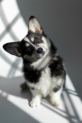 Beautiful corgi dog on a white background