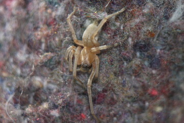 spider