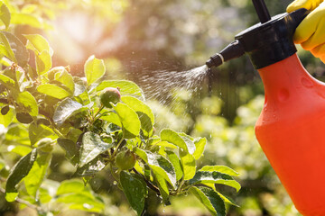 Spraying Apple Tree Orchard to Protect against Disease and Insects. Apple Tree Spray with...