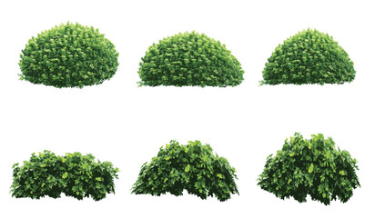 set of bush grass shrub illustration vector transparent background eps 10