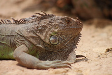 iguana on a rock