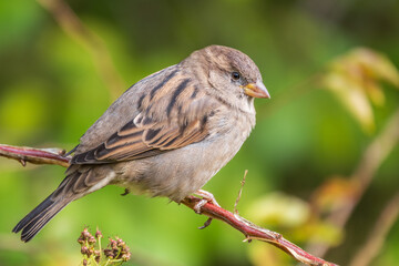 Sparrow sitting on a green branch in autumn. Sparrow with playful poise on branch in autumn or summer