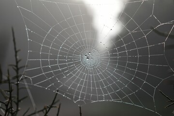 spider web with dew drops