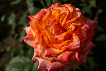 red and yellow rose in the garden