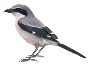 Southern Grey Shrike (Lanius meridionalis), PNG, isolated on transparent background