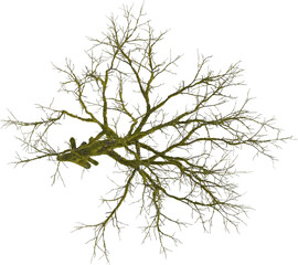 Top view of dead tree