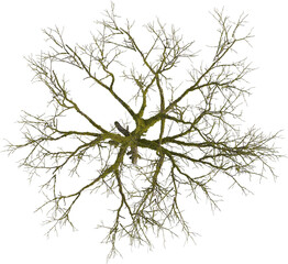 Top view of dead tree