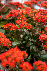 Lush red Kalanchoe flowers growing in the garden