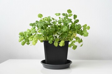 Coriander or cilantro plant (Coriandrum sativum) grown indoors in a black pot. Herb isolated on a white background. Negative space for text, landscape orientation.