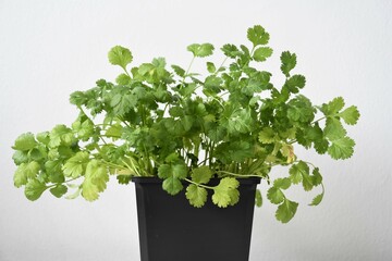 Coriander or cilantro plant (Coriandrum sativum) grown indoors in a black pot. Herb isolated on a...