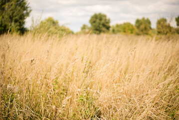 Fototapeta premium View of dry grass field. Texture of dry grass