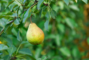 Close up of branch with ripe pear in garden. One ripe pear on tree in orchard with sunny light
