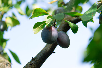 Fototapeta Close up of branch with ripe plums in garden. Two ripe blue plums on tree in orchard with sunny light obraz