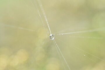 water drops on a spider
