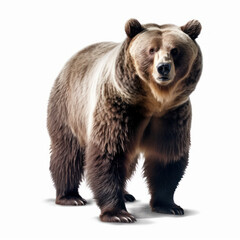 Fototapeta premium grizzly brown bear isolated on white