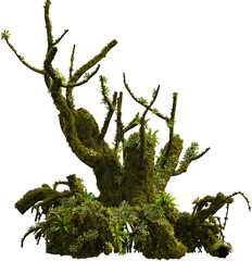 Side view of mossy trunk