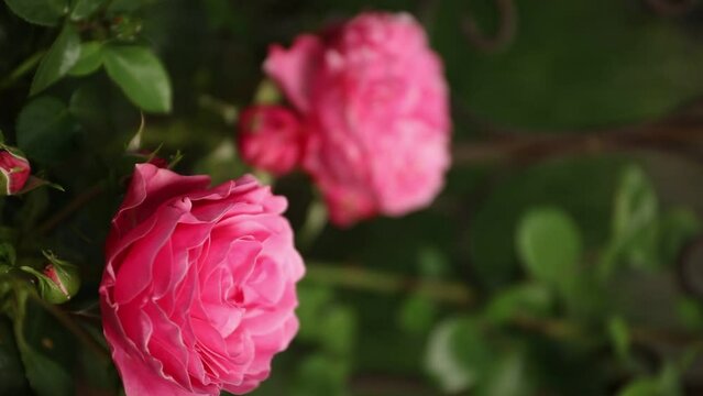 Two red pink roses in the garden with green leaves in the bokeh background. Vertical video.