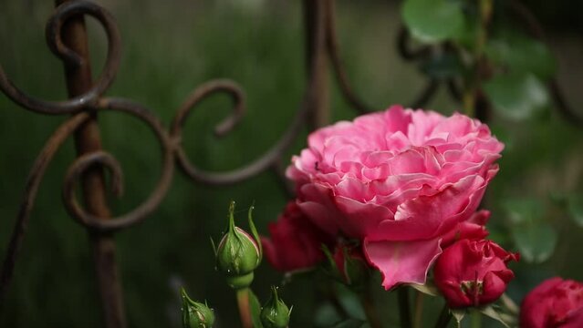 Single red pink roses in the garden with green leaves in the bokeh background.