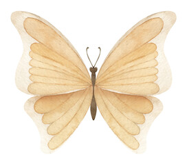 Watercolor beige Butterfly on white isolated background. Hand drawn illustration of flying yellow insect for greeting cards or wedding invitations. Colorful sketch with wings for icon or logo.