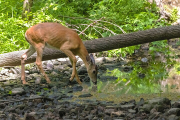 The white-tailed deer  comes to drink from the stream