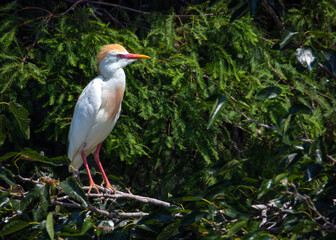Cattle Egret - Resoft Park, Alvin, Texas