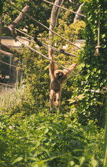 Gibbon Affe hängt auf Seil