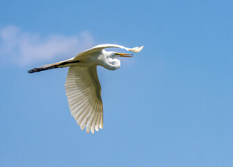 Great Egret in flight - Resoft Park, Alvin, Texas