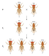 X-linked inheritance. Сross between White-eyed female Fruit Fly (Drosophila melanogaster) and Red-eyed male.