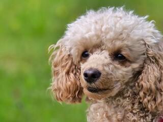 portrait of a toy poodle