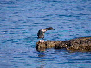 cormorant at a rock
