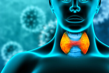 Human Glands Lobes of Thyroid Gland Anatomy. 3d illustration - obrazy, fototapety, plakaty