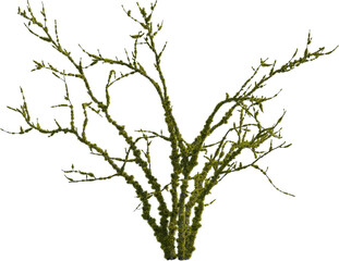 Side view of dead tree