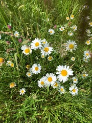 Fototapeta field of daisies obraz