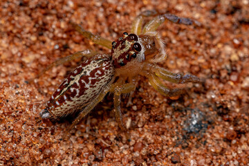 Female Adult Jumping Spider